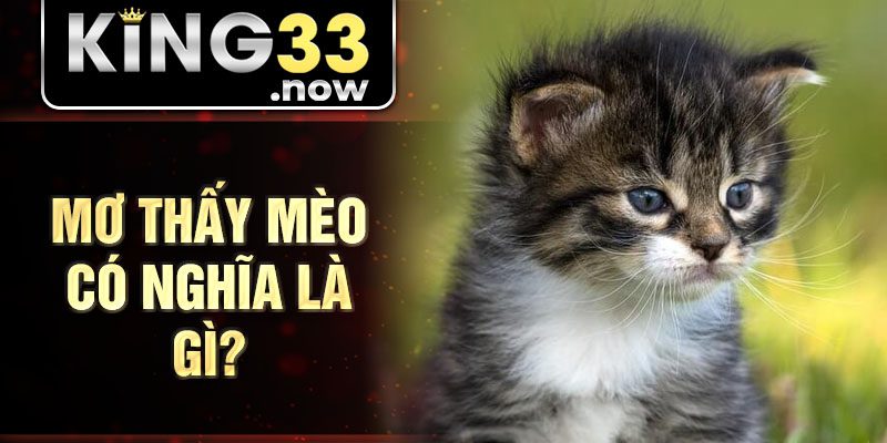 Mơ thấy mèo có nghĩa là gì?