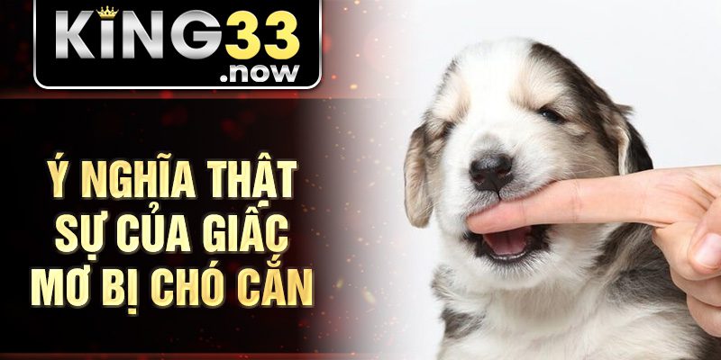 Ý nghĩa thật sự của giấc mơ bị chó cắn